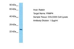 PXMP4 Rabbit anti-Human, Polyclonal, Novus Biologicals 0.1 mL | Buy Online | Novus Biologicals | Fisher Scientific